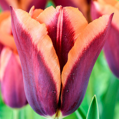Slawa Tulip