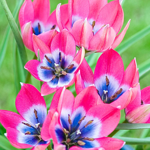 Little Beauty Tulip