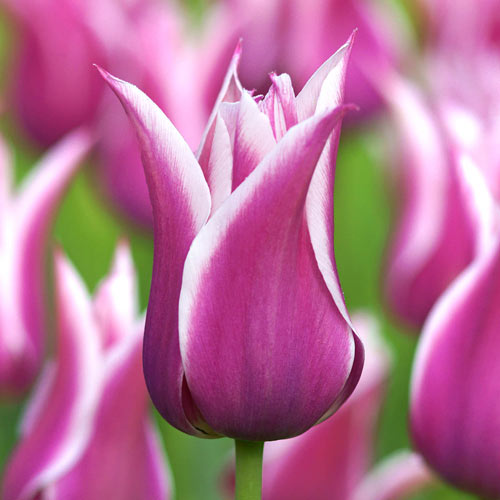 Ballade Tulip