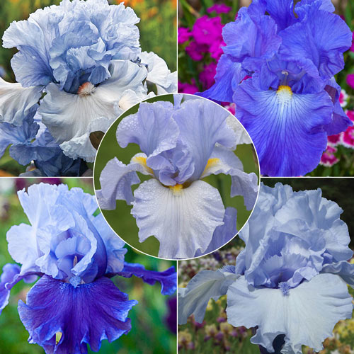 Give Me All The Blues Iris Collection