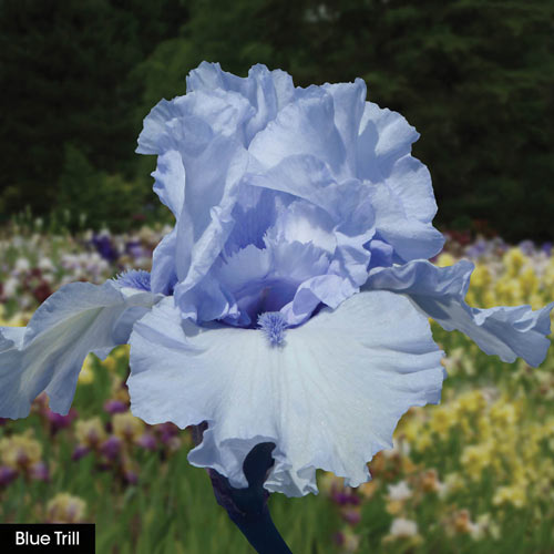 Give Me All The Blues Iris Collection