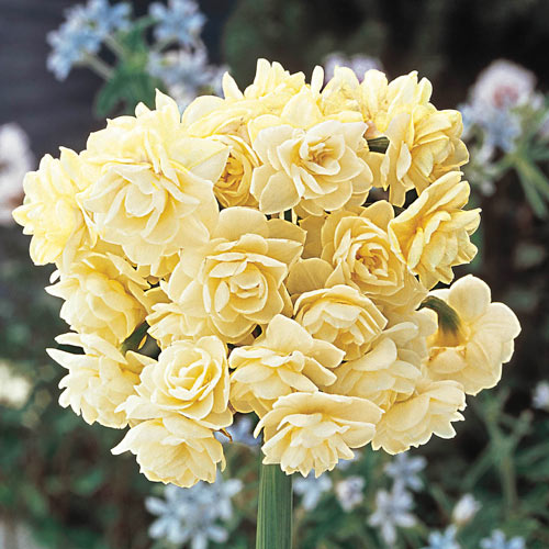 Daffodil Fragrant Cheer Bulbs 2kg 