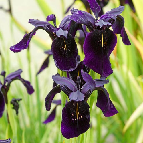 574 black iris