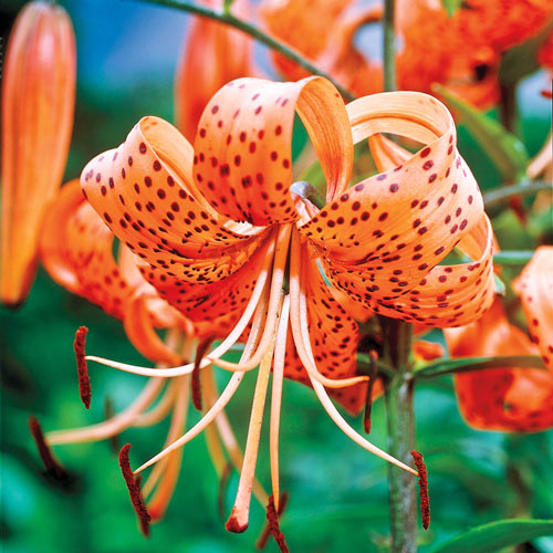 Unique Tiger Lily Bulbs Amazing Flowers Perennial Resistant Plants Home Garden 