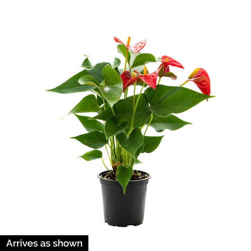 Dutch Red Anthurium