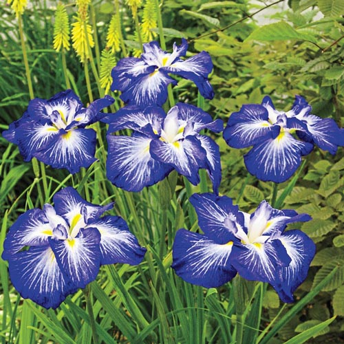 Gusto Japanese Iris