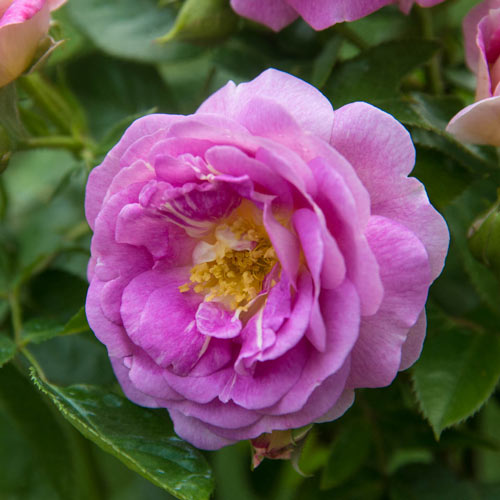 Arctic Blue™ Floribunda Rose