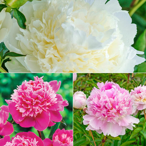 Seriously Fragrant Peony Collection 