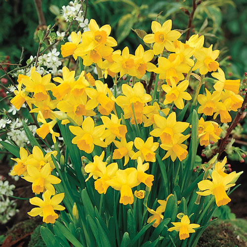 Yellow Daffodils 