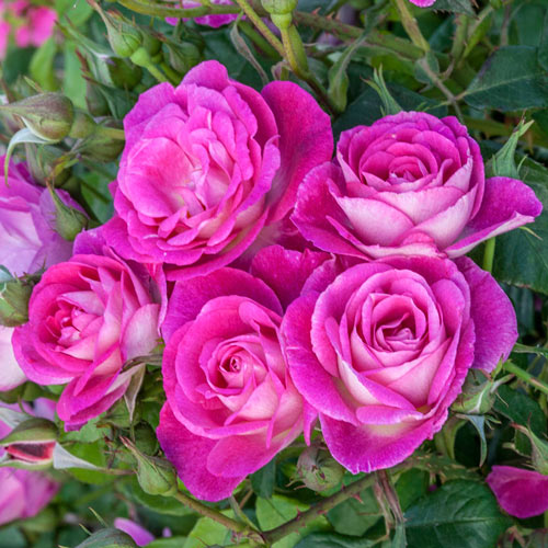 Easy To Please® Tree Rose