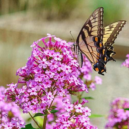 Jeana Tall Phlox - Phlox paniculata | Buy at Michigan Bulb