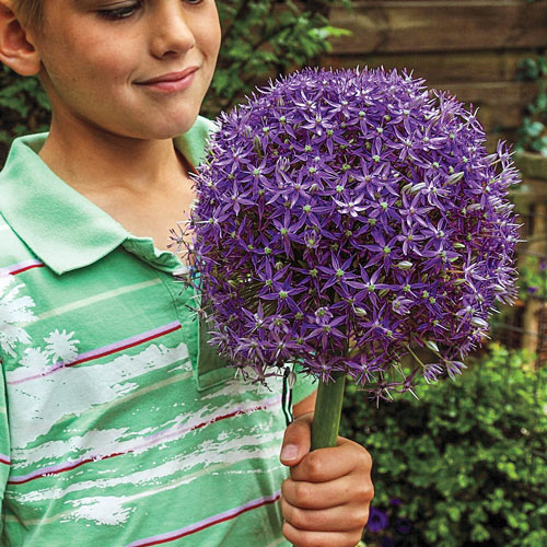 A child holding a bouquet of Gladiator allium