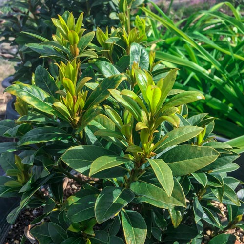 Sweet Bay Laurel Tree Michigan Bulb Company