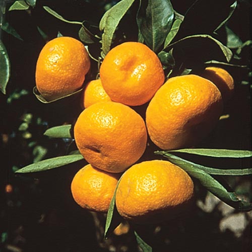Cleopatra Mandarin Citrus Tree