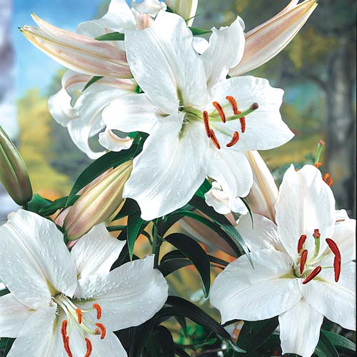 Snow Princess Stargazer Lily - Michigan Bulb