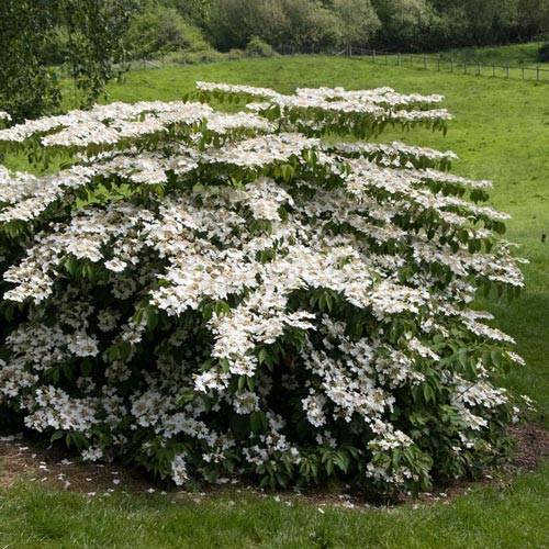 Shasta Viburnum | Viburnum plicatum | Michigan Bulb Company