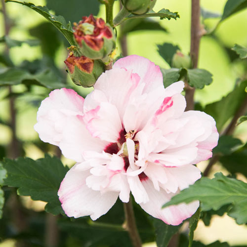 Peppermint Smoothie Hibiscus - Buy Double Hibiscus | Michigan Bulb