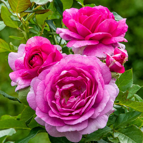 Perfume Factory™ Hybrid Tea Rose