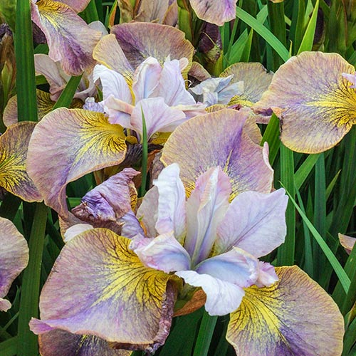 Unbuttoned Zippers Siberian Iris