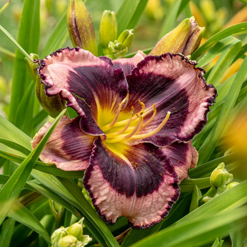 Storm Shelter Reblooming Daylily Proven Winners