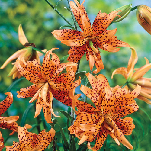 Double Tiger Lily