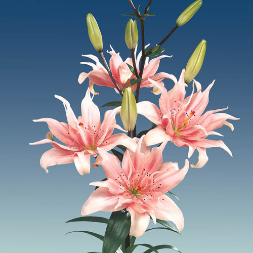 Melodie Double Asiatic Lily