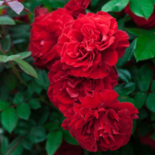 Lady In Red™ Climbing Rose