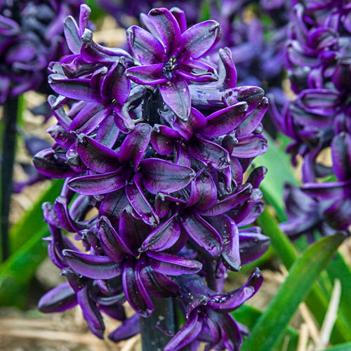 Dark Dimension Hyacinth