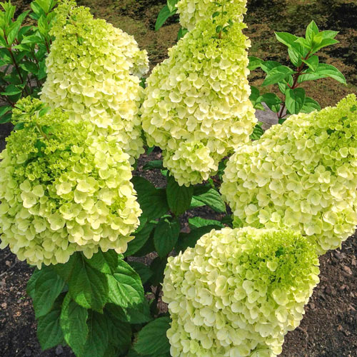 Image of Hydrangea Moonrock flowers in a garden