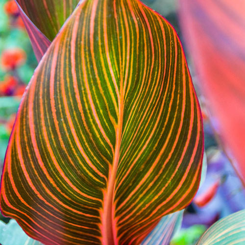 Phasion Variegated Canna Lily