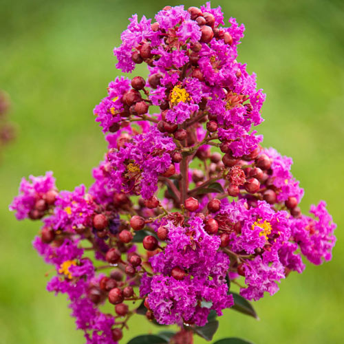 What is the Hardiest Crape Myrtle? 