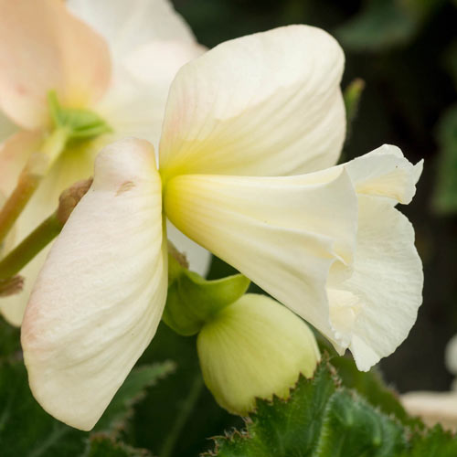 Daffodil White Begonia