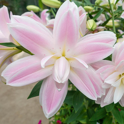 Lotus Breeze Lily
