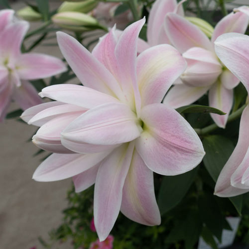 Lotus Breeze Lily