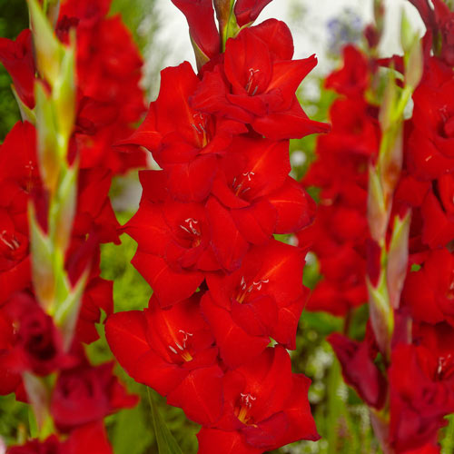 Red Balance Gladiolus