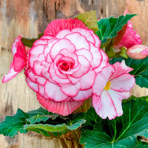 Flor De Begonia Tuberosa Iluminación Rose F1 15 perdigones