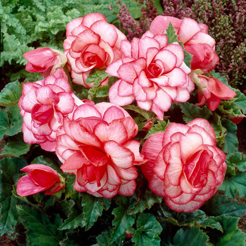 Bouton de Rose Begonia