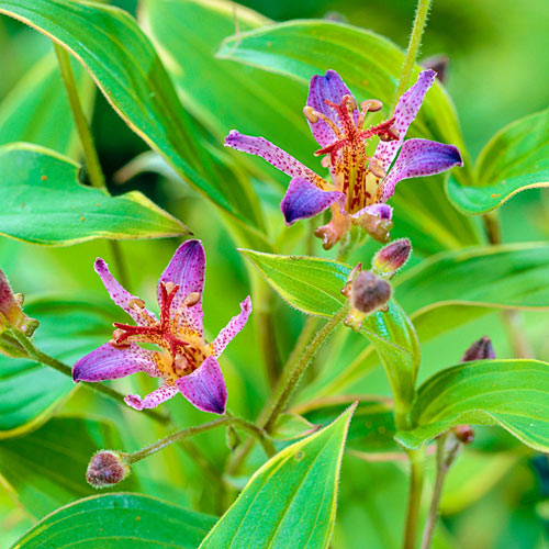 Samurai Variegated Toad Lily