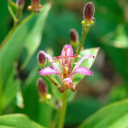 Samurai Variegated Toad Lily