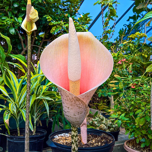 Pink Voodoo Lily Bulb