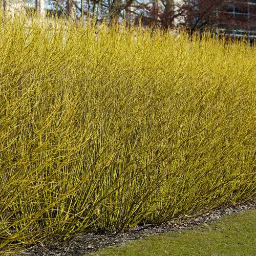 Budd's Yellow Twig Dogwood Hedge