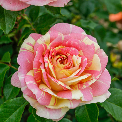 Pop Art™ Grandiflora Rose