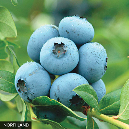 Super Hardy Blueberry Collection