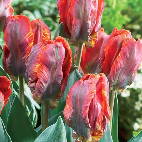 Blumex Parrot Tulip