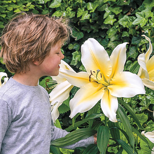 Big Brother Giant Lily