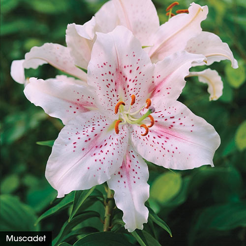 Parfum De Bloom™ Fragrant Lily Collection