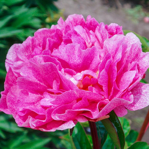 The Fawn Peony
