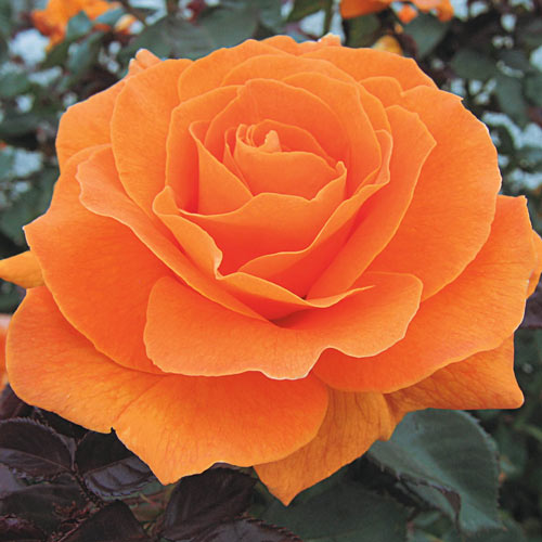 Vavoom™ Floribunda Rose