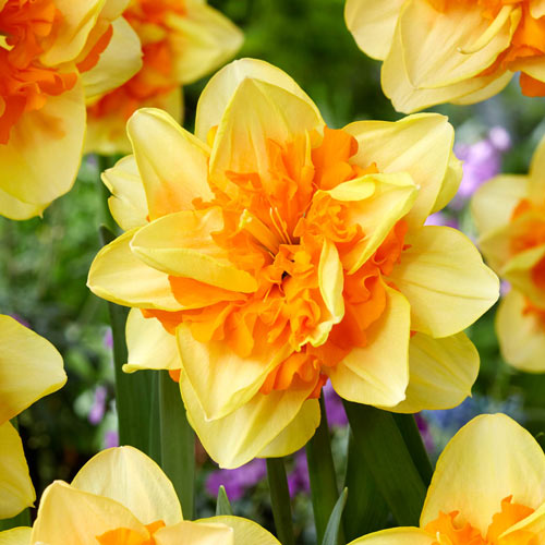 Suncatcher Double Daffodil