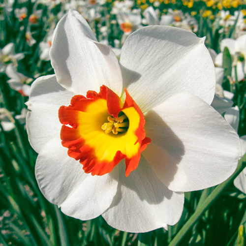 Colin's Joy Daffodil